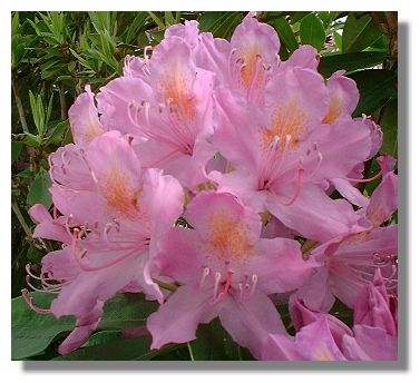 Rhododendron