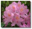 Rhododendron