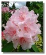 Rhododendron