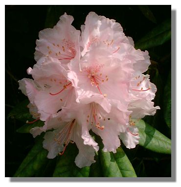 Rhododendron