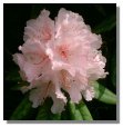 Rhododendron