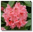 Rhododendron