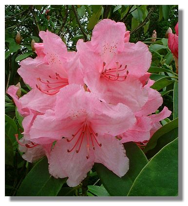 Rhododendron