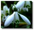 Snowdrop