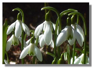Snowdrops