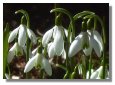Snowdrops