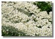 Spirea Arguta