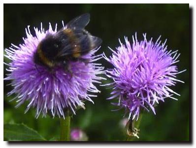 Thistle