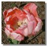 Parrot Tulip