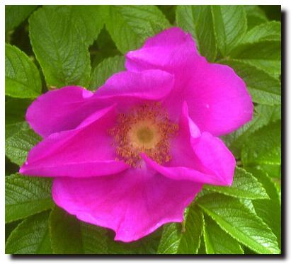 Wild Rose