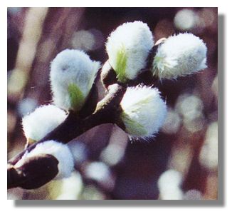 Catkins