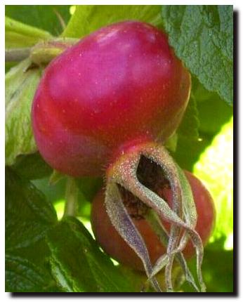 Rose Hip