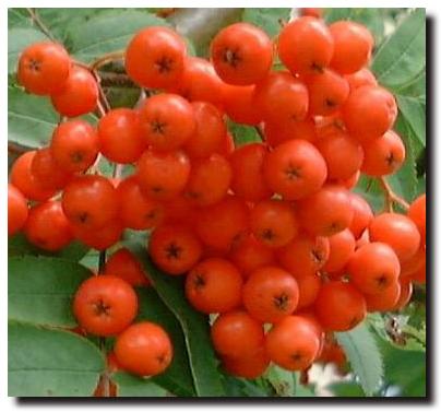 Rowan Berries