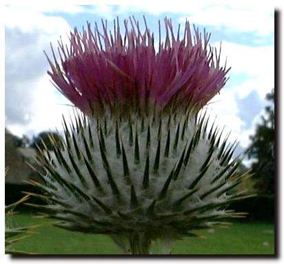 thistle tattoo. Woolly Thistle