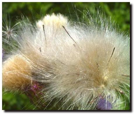 Thistledown