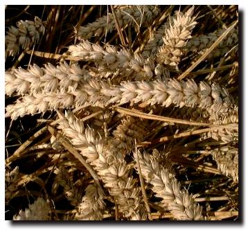 Wheat