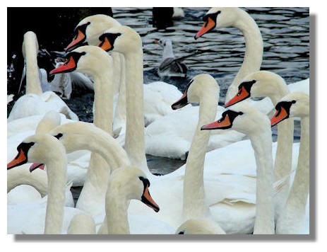 Swans, Hogganfield Loch