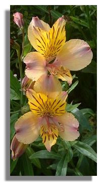 Alstroemeria
