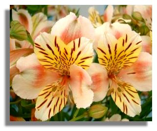 Alstromeria
