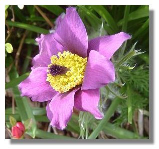 Anemone Pulsatilla