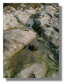 Rock Pools at Anstruther, Fife