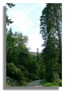 Trees in Ardkinglas Forest