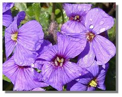 Aubretia