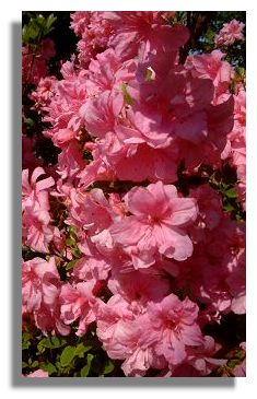 Azalea