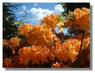 Azaleas