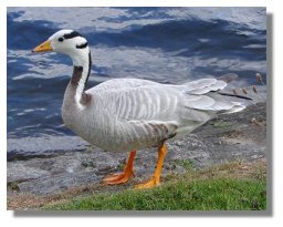 Bar-headed Goose