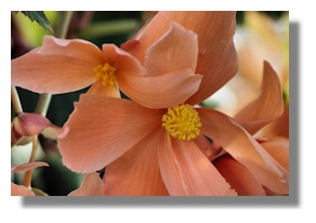 Begonia