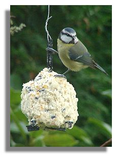 Blue Tit