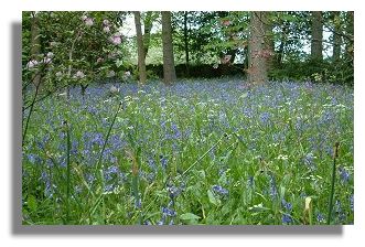 Bluebells
