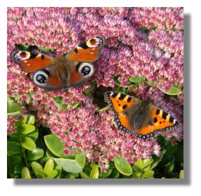 Peacock and Small Tortoiseshell Butterflies