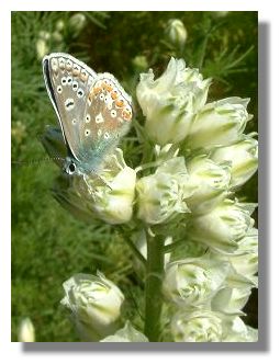 Common Blue Butterfly