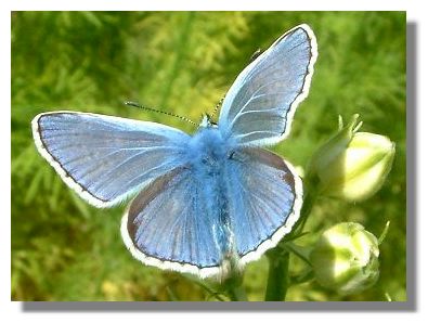 Common Blue Butterfly