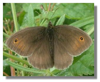 Meadow Brown butterfly