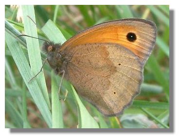 Meadow Brown Butterfly