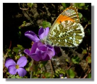Orange Tip Butterfly