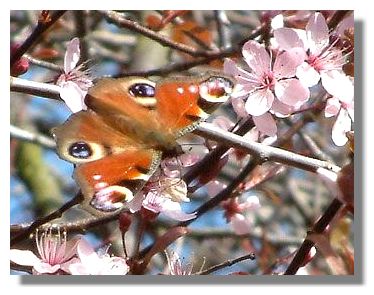 Peacock Butterfly