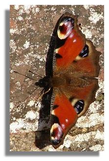 Peacock butterfly