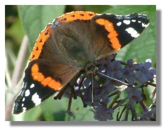 Red Admiral Butterfly