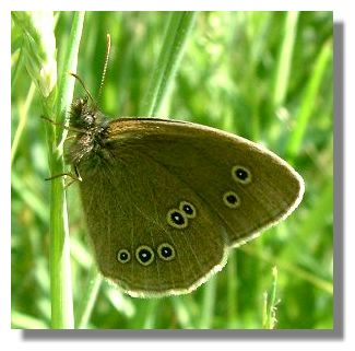 Ringlet Butterfly