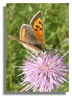 Small Copper Butterfly