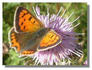 Small Copper butterfly