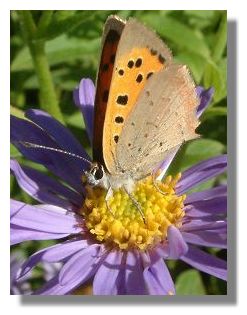 Small Copper Butterfly