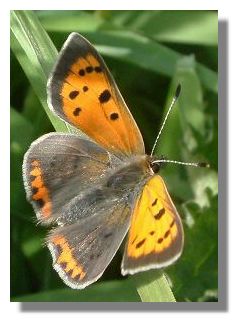 Small Coppper Butterfly