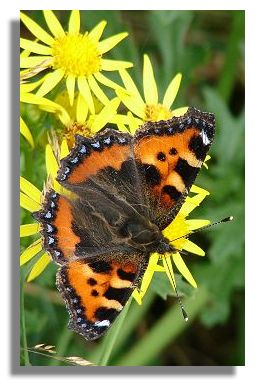 Small Tortoiseshell butterfly