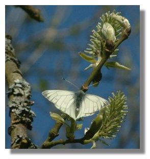 Small White Butterfly