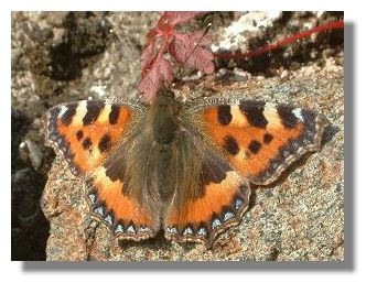 Tortoiseshell Butterfly